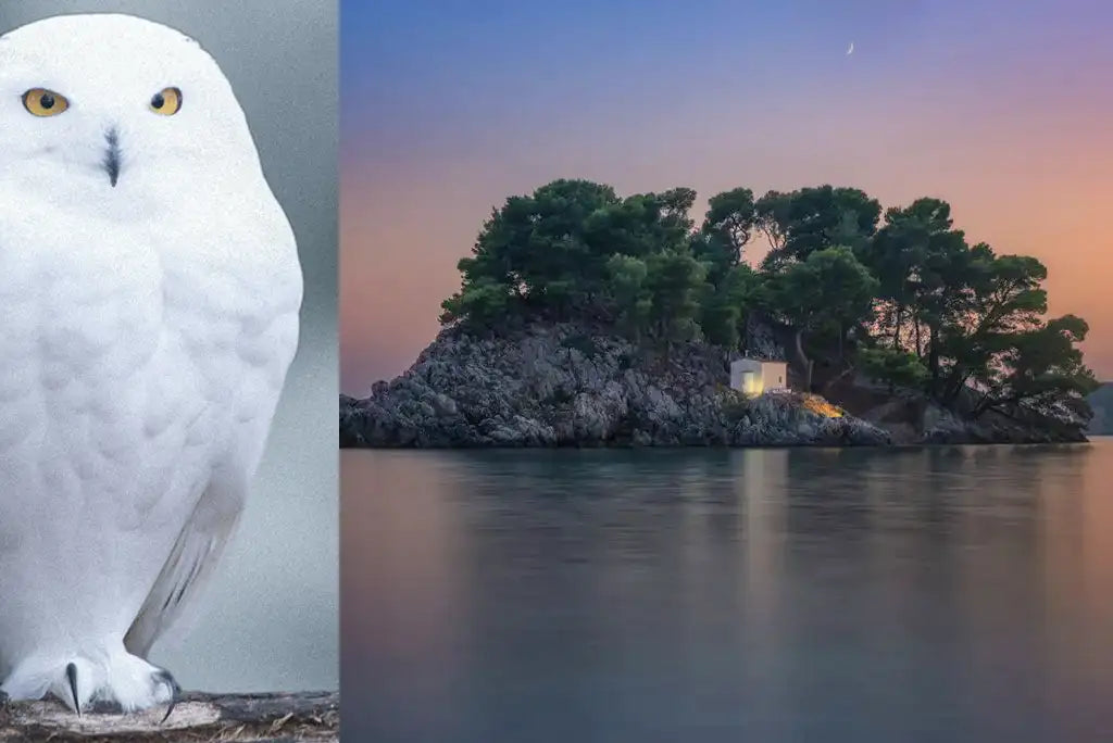 ELATOPHOROS Scented Candle 240gr (2023 Edition) - Available from 10th of December