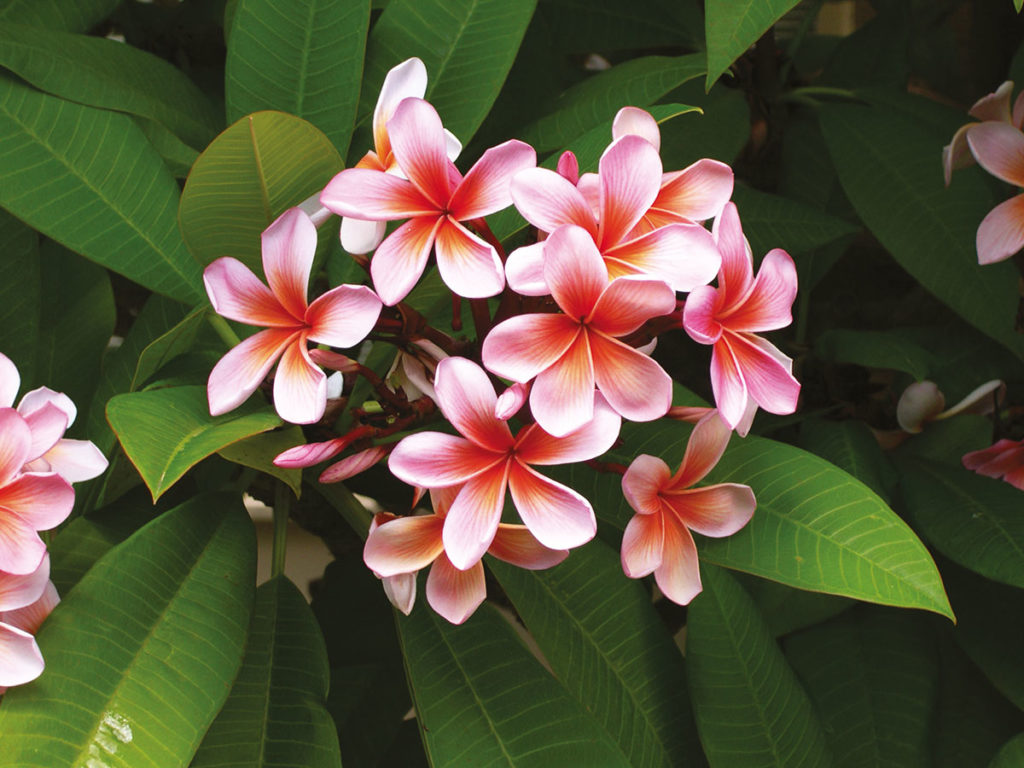 MANGUIER METISSE smaržūdens 50ml