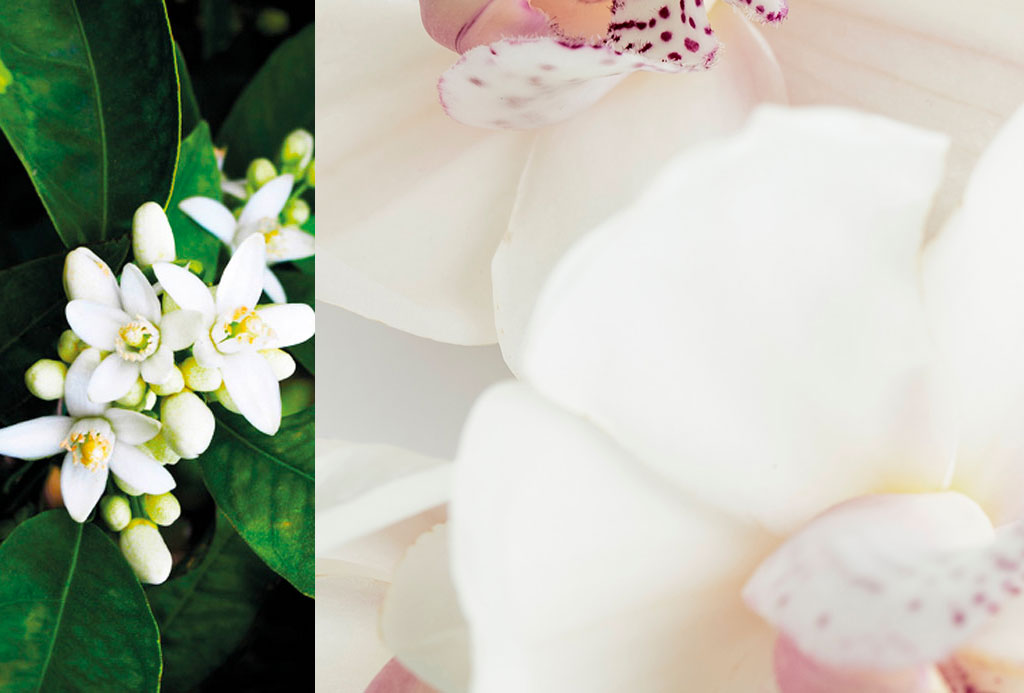 19.1 Néroli Ad Astra Eau de Parfum 50ml