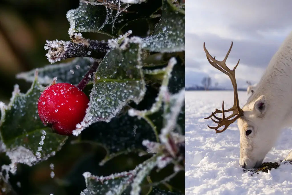 ANTENIVIS Scented Candle 240gr (2025 Edition)